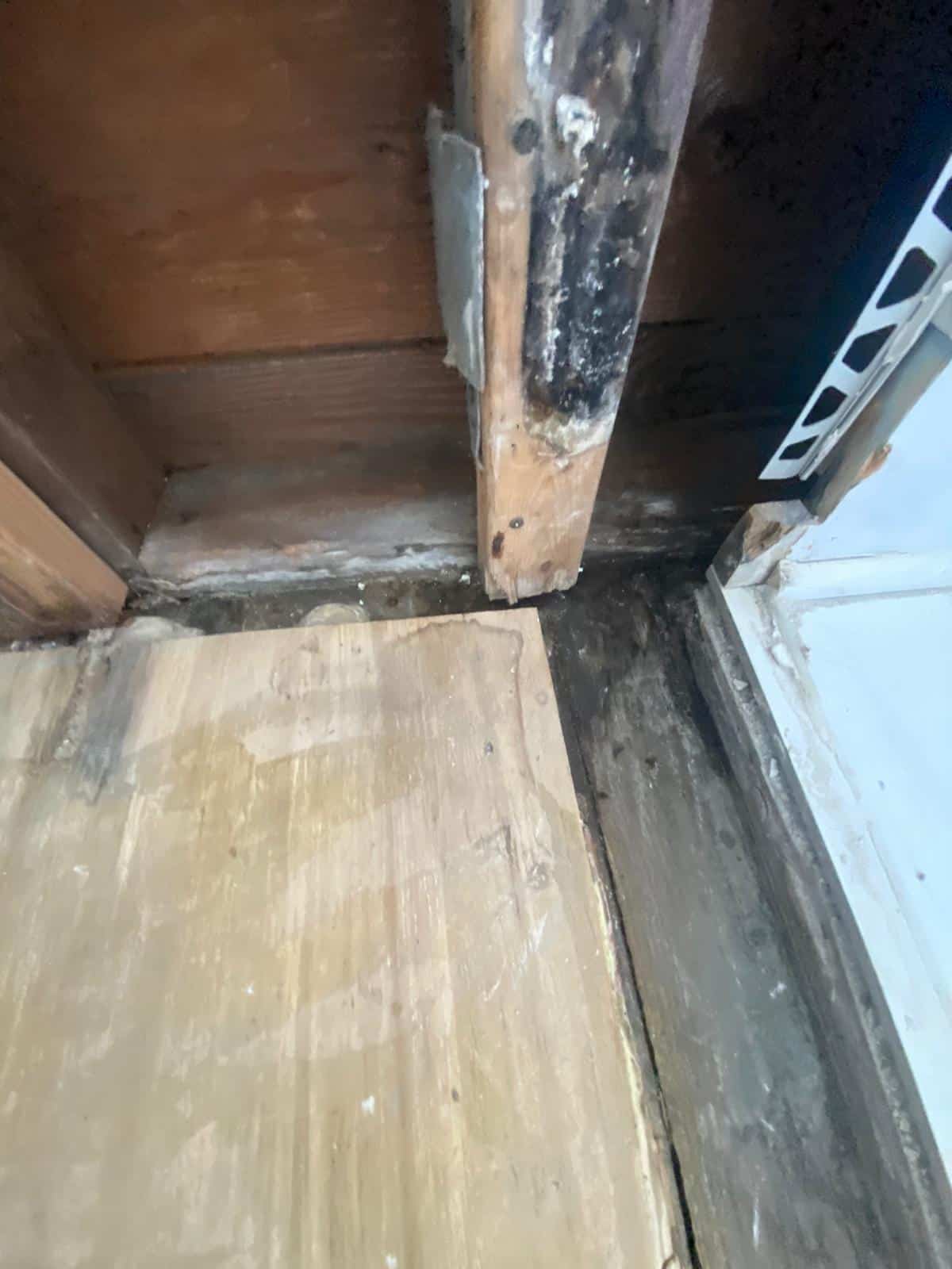 Mold colonising the cavity side of drywall paper inside a pre-war wall assembly